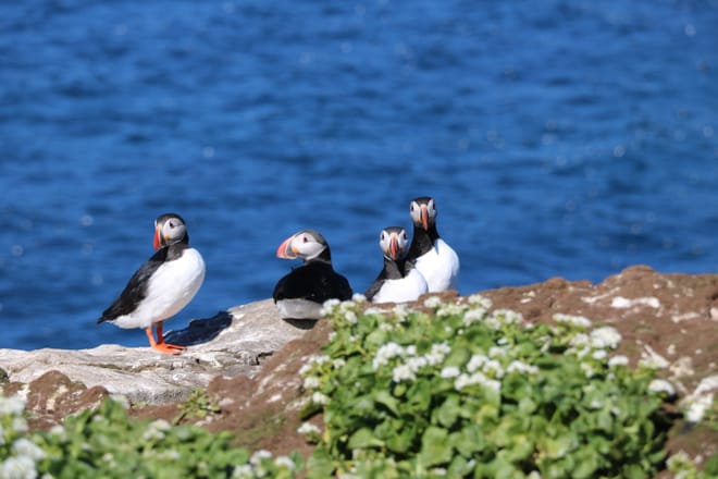 Reykjavík Premium Puffin Watching 9