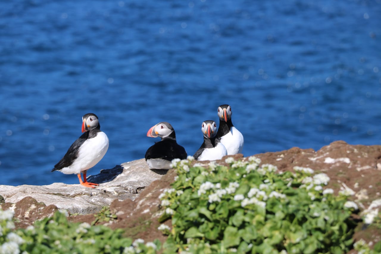 Reykjavík Premium Puffin Tour 9