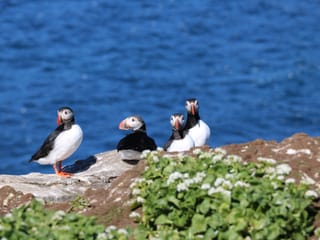 Reykjavík Premium Puffin Watching, photo 10