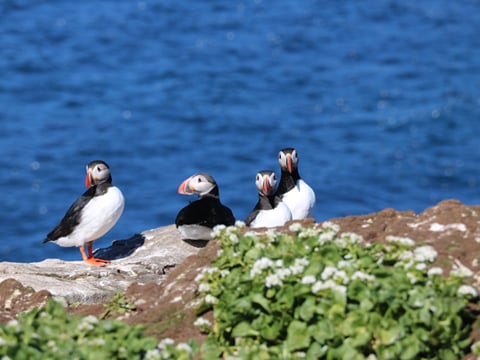 Reykjavík Premium Puffin Watching, photo 10