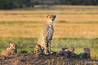 Cheetah at Maasai mara
