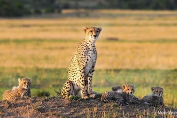 3-Day Maasai Village Safari Experience in Nairobi, Kenya