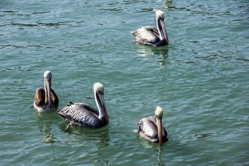 Northern Paradise, Short Break