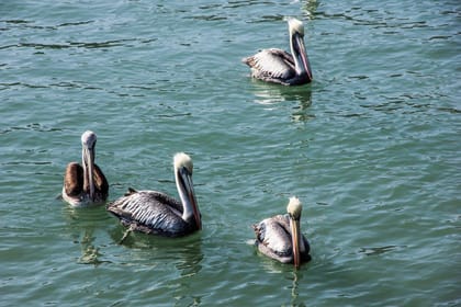 Northern Paradise, Short Break