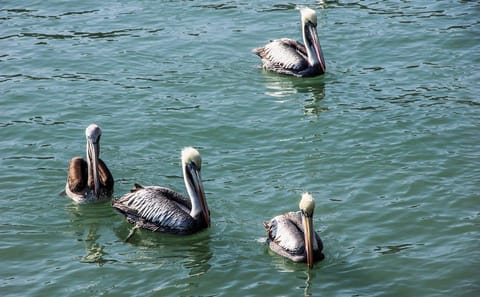 4-Day Nature Tour to Mancora from Piura, Peru
