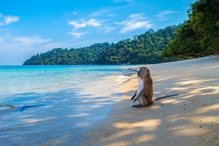 Phi Phi & Bamboo Islands Escape by Luxury Catamaran 8