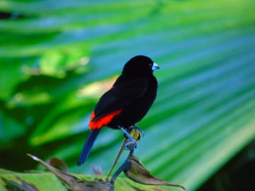 Bird Watching Adventure in Drake Bay, Costa Rica