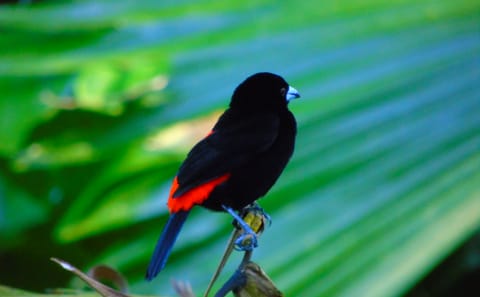 Bird Watching Adventure in Drake Bay, Costa Rica