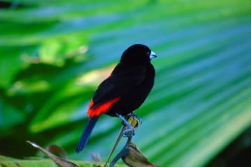Bird Watching Adventure in Drake Bay, Costa Rica