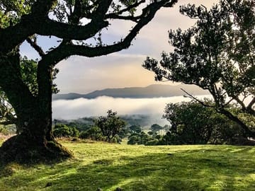 Hiking Tour on PR13 Vereda do Fanal from Funchal