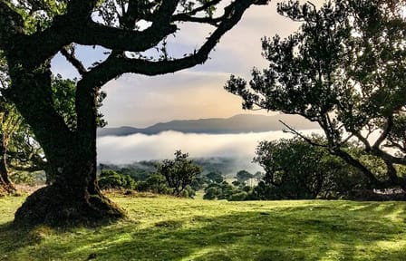 Hiking Tour on PR13 Vereda do Fanal from Funchal