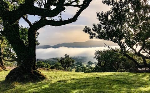 Hiking Tour on PR13 Vereda do Fanal from Funchal