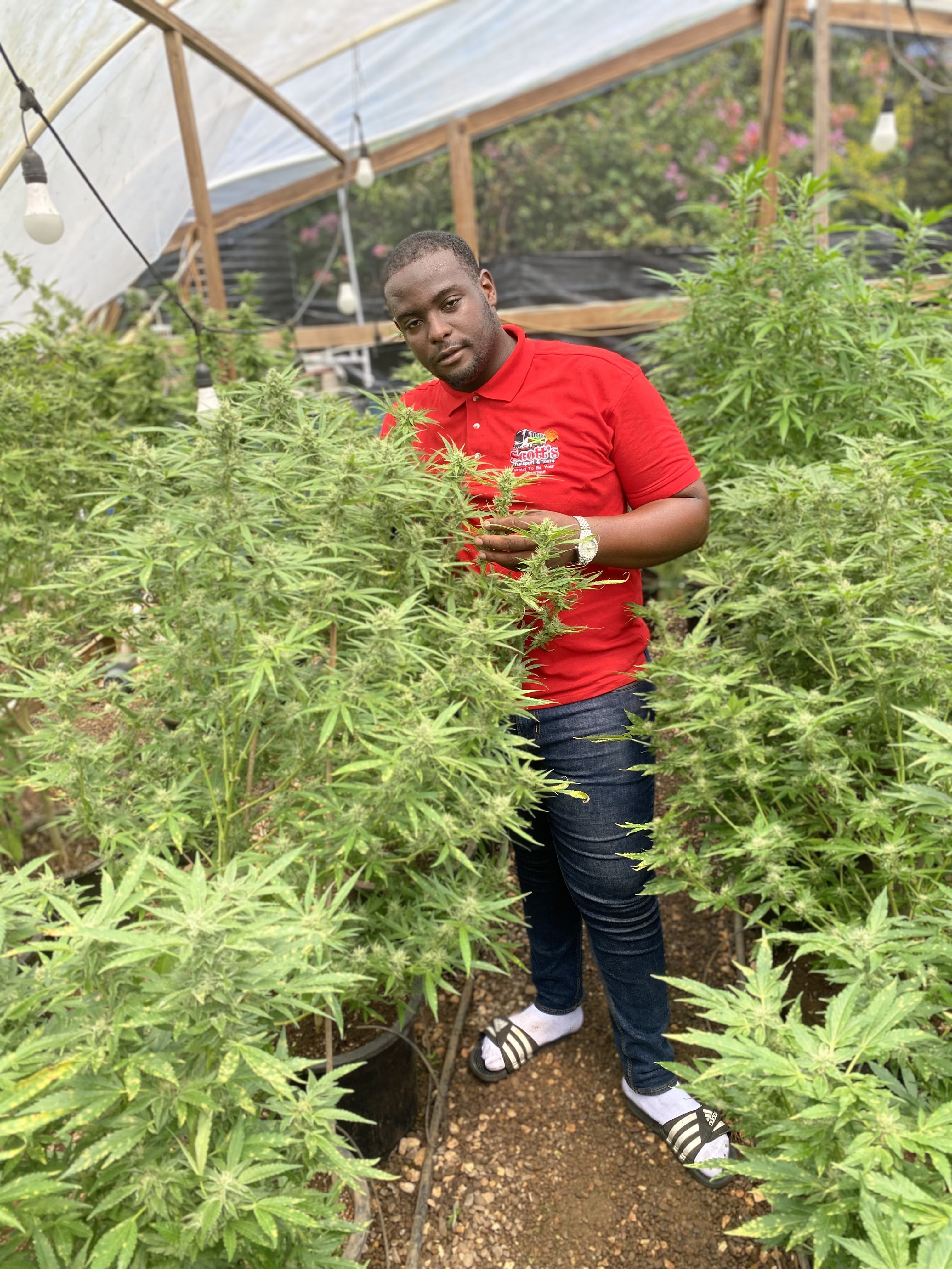 Montego Bay: Ganja Plantation Tour