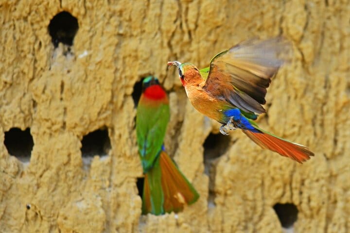 7-Day Birding, Murchison Fall Royal Mile and Big Five