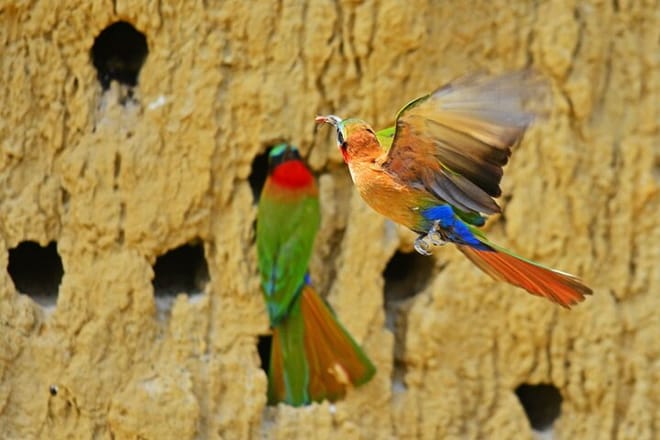 7-Day Birding, Murchison Fall Royal Mile and Big Five photo 2