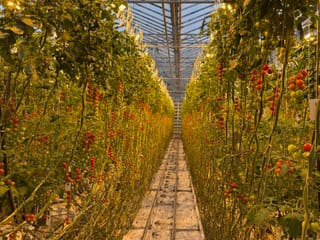 Tomato Farm