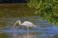 Muthurajawela Sanctuary Bird Watching and Negombo Lagoon Boat Trip from Colombo 1