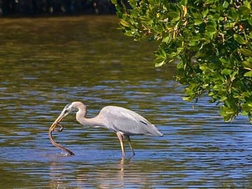 Bird Watching and Boat Trip at Muthurajawela Sanctuary, Sri Lanka