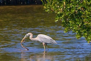 Muthurajawela Sanctuary Bird Watching and Negombo Lagoon Boat Trip from Colombo