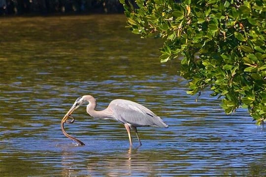 Muthurajawela Sanctuary Bird Watching and Negombo Lagoon Boat Trip from Colombo