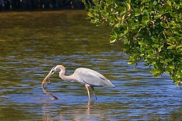 Muthurajawela Sanctuary Bird Watching and Negombo Lagoon Boat Trip from Colombo