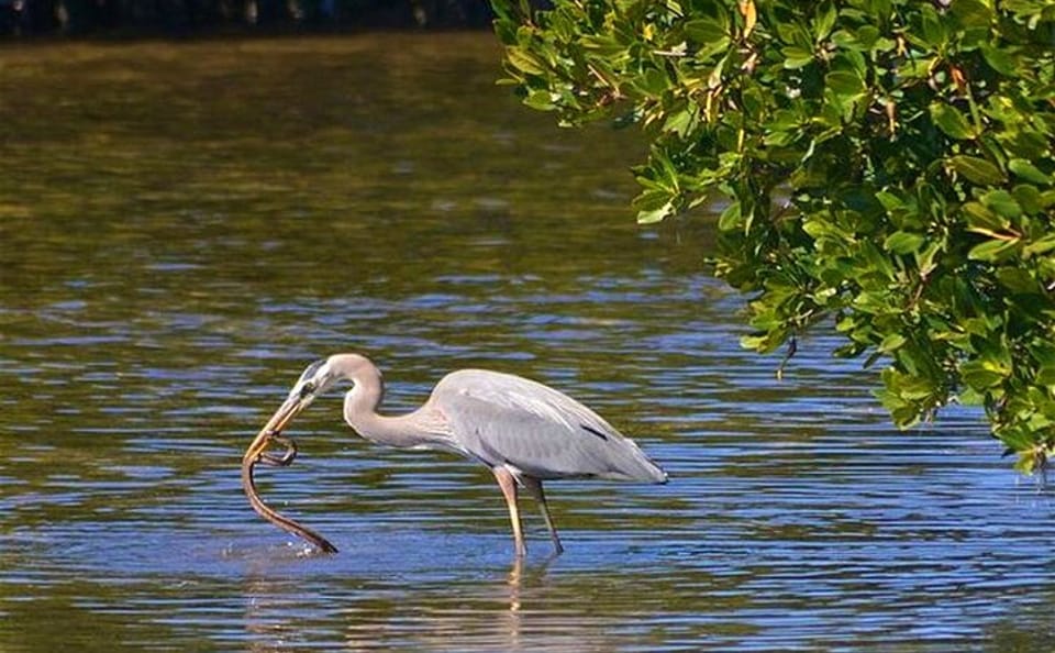 Bird Watching and Boat Trip at Muthurajawela Sanctuary, Sri Lanka