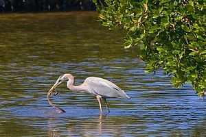Muthurajawela Sanctuary Bird Watching and Negombo Lagoon Boat Trip