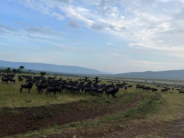 Shared 3Day Maasai Mara National Reserve Tour