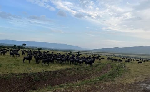 Shared 3Day Maasai Mara National Reserve Tour