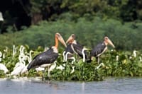 Prek Toal Birds Sanctuary & floating Village Private Tours from Siem Reap 6