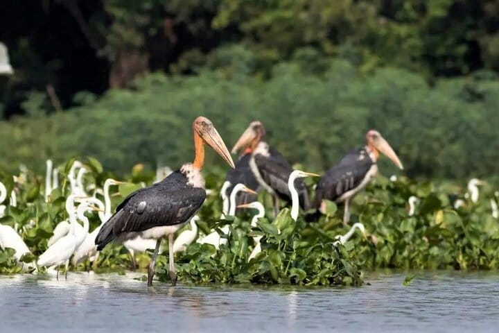Prek Toal Birds Sanctuary & floating Village Private Tours from Siem Reap 6