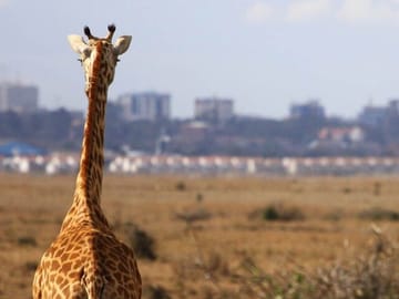 Nairobi National Park Group Shared Tour