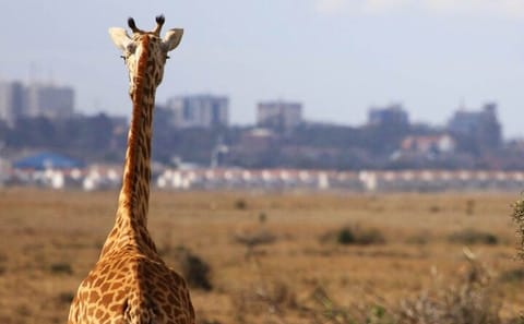 Nairobi National Park Group Shared Tour