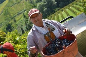 Visita guidata alla cantina Valle Martello