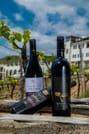 Wine Tasting & More in Villa Melnik – One of the World’s Best Wineries 4