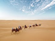 Dubai Morning Heritage Falconry & Nature Safari 7
