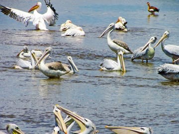 Expedition Happy Hour Day Trip – Birds & Animal Safari, Lake Nakuru, Naivasha & Crescent Nature Walk