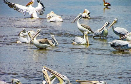 Lake Nakuru Day Trip Safari – & Optional Lake Naivasha Boat
