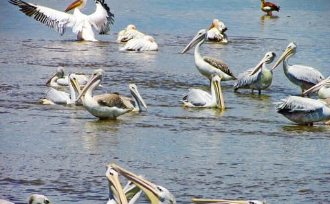 Lake Nakuru Day Trip Safari – & Optional Lake Naivasha Boat