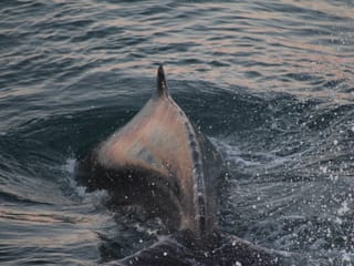 Whale surfacing near a whale watching boat in North Iceland