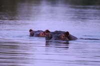 Breakfast Cruise on Zambezi  8