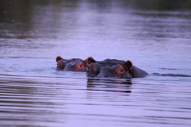 Breakfast Cruise on Zambezi  8