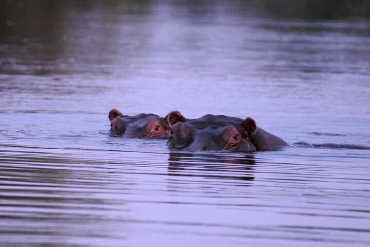 Breakfast Cruise on Zambezi  8