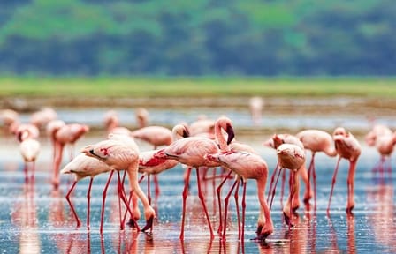 Explore Wildlife In Lake Nakuru National Park Guided Day Tour
