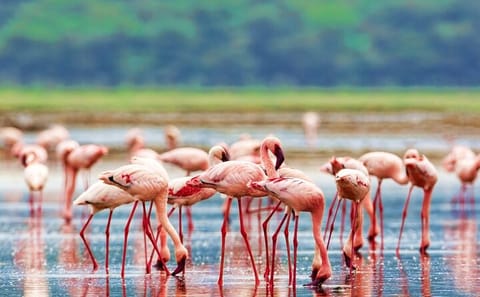Guided Day Tour of Wildlife in Lake Nakuru National Park
