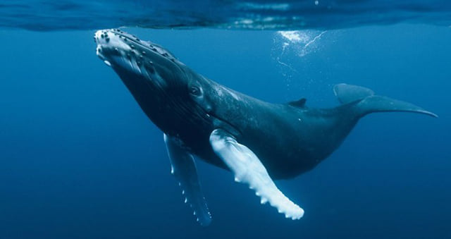 Samana Tours (With Whales) Full Day Excursion!
