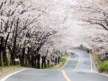 Cherry Blossom Tour: 6 Days in Jeju, Busan, and Gyeongju