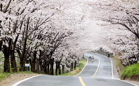 Cherry Blossom Tour: 6 Days in Jeju, Busan, and Gyeongju
