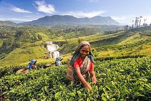 5-Day Sri Lanka Central Highlands Tour