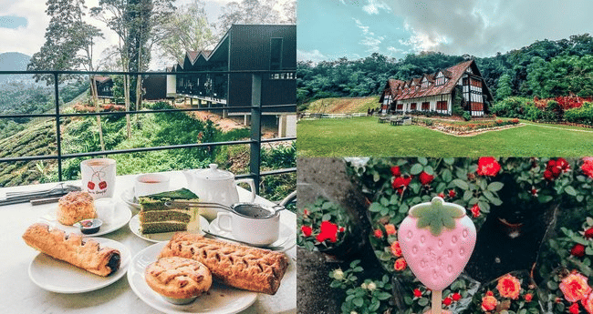 Cameron Highlands Tour